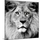 Premium Photographic Print