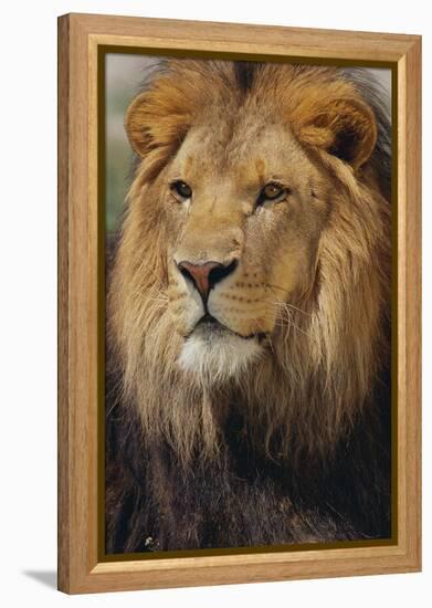 Lion-DLILLC-Framed Premier Image Canvas