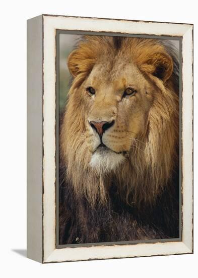 Lion-DLILLC-Framed Premier Image Canvas