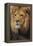 Lion-DLILLC-Framed Premier Image Canvas