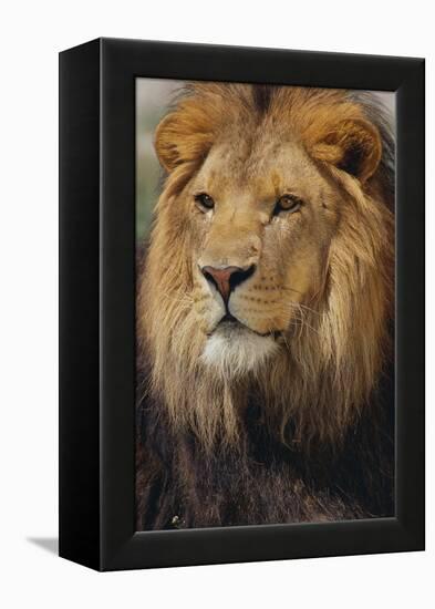 Lion-DLILLC-Framed Premier Image Canvas