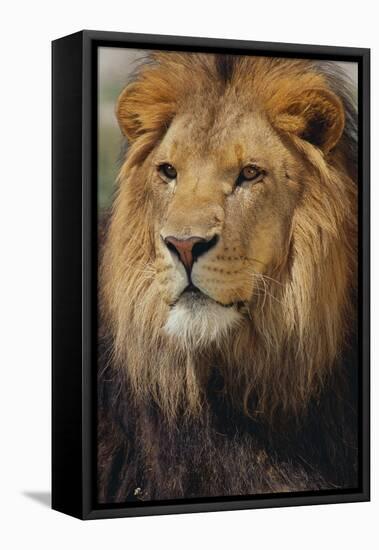 Lion-DLILLC-Framed Premier Image Canvas