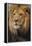 Lion-DLILLC-Framed Premier Image Canvas