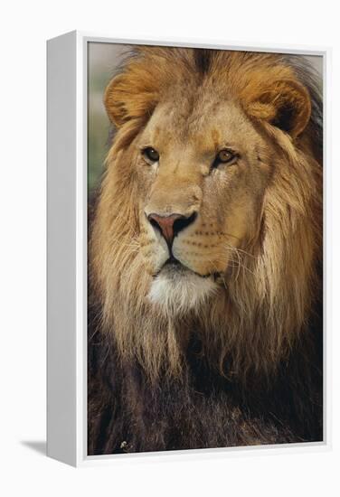 Lion-DLILLC-Framed Premier Image Canvas