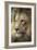 Lion-Linda Wright-Framed Photographic Print