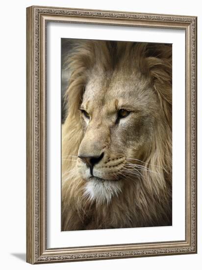 Lion-Linda Wright-Framed Photographic Print