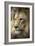 Lion-Linda Wright-Framed Photographic Print