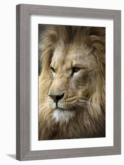 Lion-Linda Wright-Framed Photographic Print