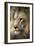 Lion-Linda Wright-Framed Photographic Print