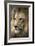 Lion-Linda Wright-Framed Photographic Print