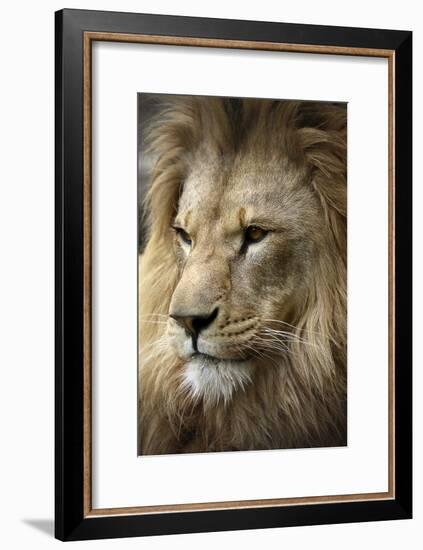 Lion-Linda Wright-Framed Photographic Print