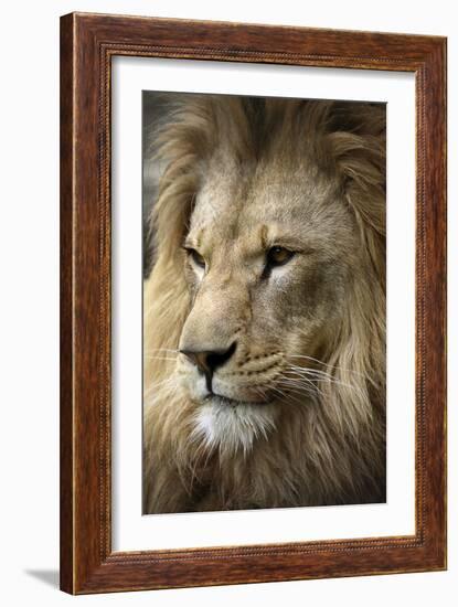 Lion-Linda Wright-Framed Photographic Print