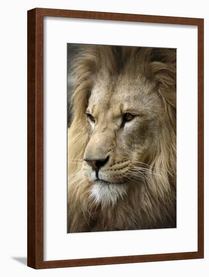 Lion-Linda Wright-Framed Photographic Print