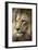 Lion-Linda Wright-Framed Photographic Print