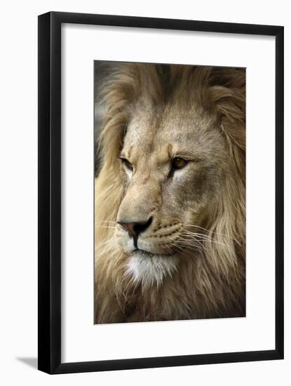 Lion-Linda Wright-Framed Photographic Print