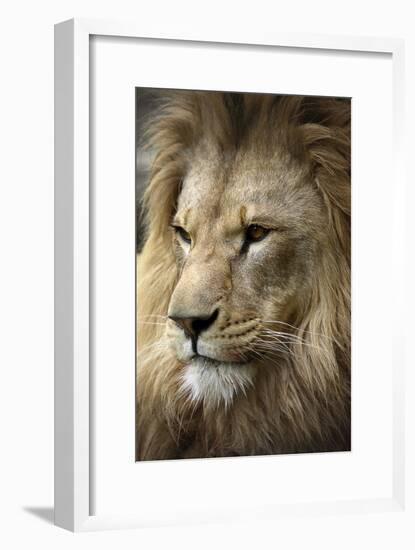Lion-Linda Wright-Framed Photographic Print