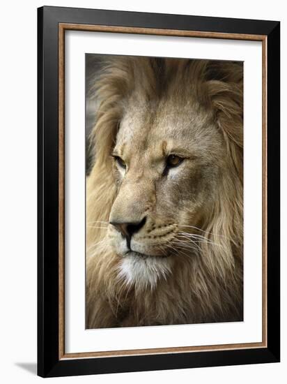 Lion-Linda Wright-Framed Photographic Print