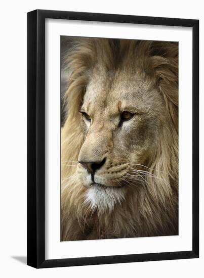 Lion-Linda Wright-Framed Photographic Print