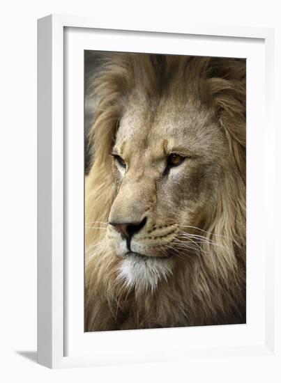 Lion-Linda Wright-Framed Photographic Print