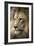 Lion-Linda Wright-Framed Photographic Print