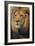 Lion-DLILLC-Framed Photographic Print