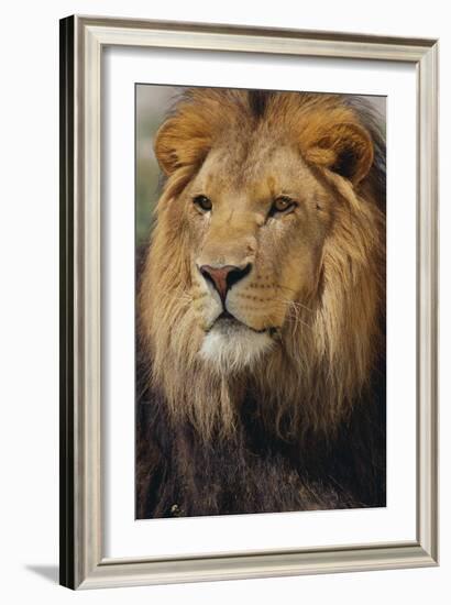 Lion-DLILLC-Framed Photographic Print