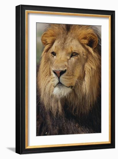 Lion-DLILLC-Framed Photographic Print