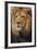 Lion-DLILLC-Framed Photographic Print