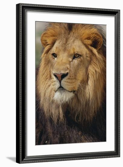 Lion-DLILLC-Framed Photographic Print