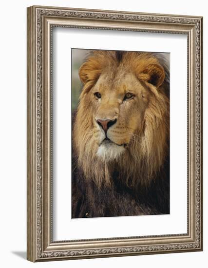 Lion-DLILLC-Framed Photographic Print