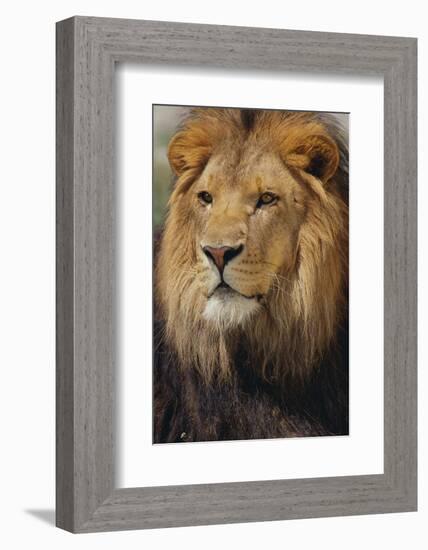 Lion-DLILLC-Framed Photographic Print