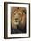 Lion-DLILLC-Framed Photographic Print