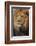 Lion-DLILLC-Framed Photographic Print