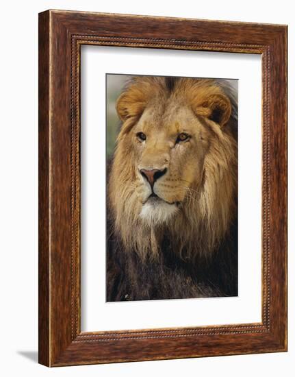 Lion-DLILLC-Framed Photographic Print