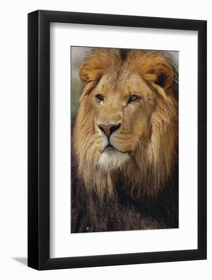 Lion-DLILLC-Framed Photographic Print