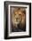 Lion-DLILLC-Framed Photographic Print