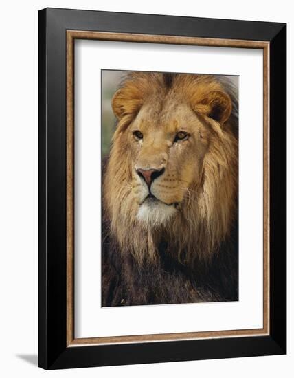 Lion-DLILLC-Framed Photographic Print