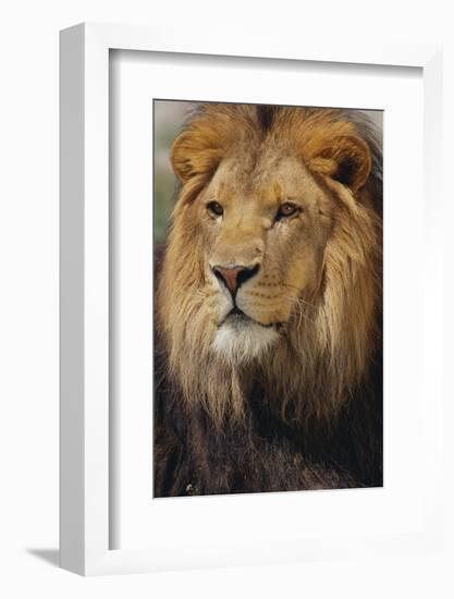 Lion-DLILLC-Framed Photographic Print