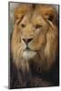 Lion-DLILLC-Mounted Photographic Print