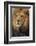 Lion-DLILLC-Framed Photographic Print