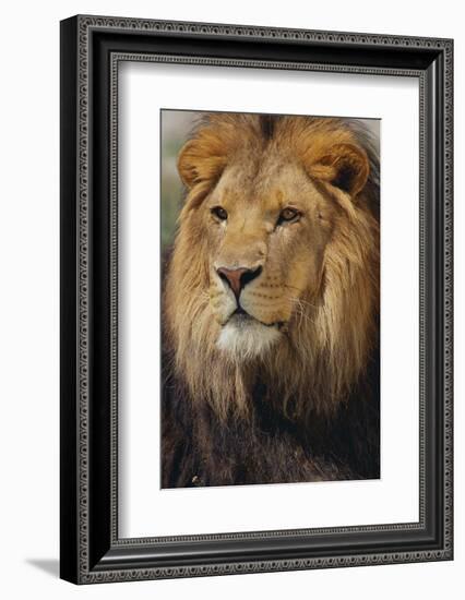 Lion-DLILLC-Framed Photographic Print