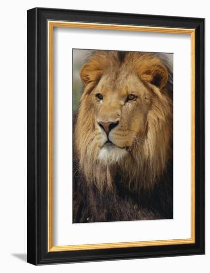 Lion-DLILLC-Framed Photographic Print