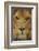 Lion-DLILLC-Framed Photographic Print