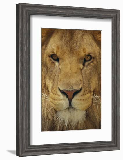 Lion-DLILLC-Framed Photographic Print