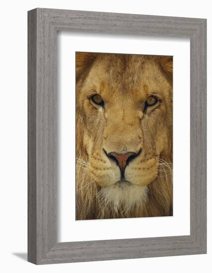 Lion-DLILLC-Framed Photographic Print