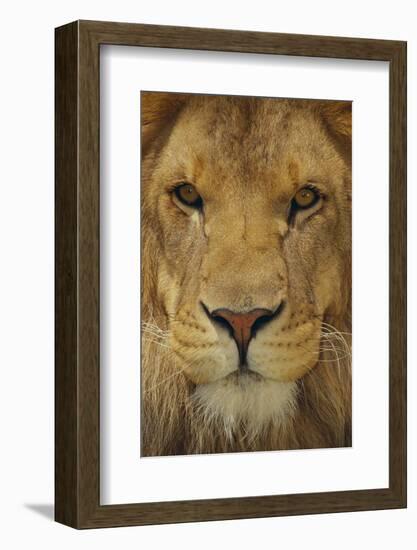 Lion-DLILLC-Framed Photographic Print