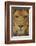 Lion-DLILLC-Framed Photographic Print