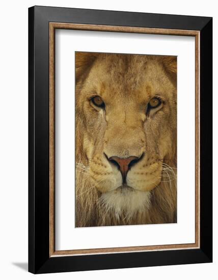 Lion-DLILLC-Framed Photographic Print