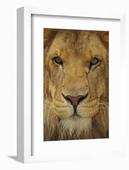 Lion-DLILLC-Framed Photographic Print