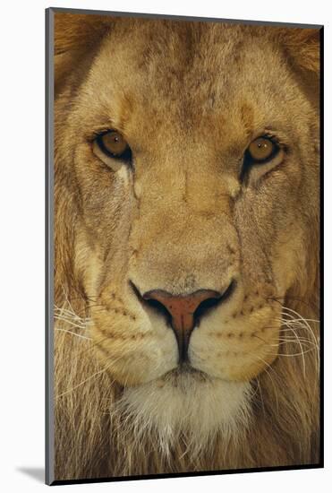 Lion-DLILLC-Mounted Photographic Print